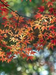 Red Maple Hillock