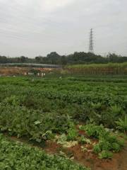 Shenzhen Ecological Health Maintenance Garden