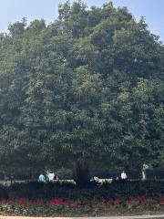 Osmanthus King in Jinling