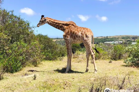 Kragga Kamma Game Park