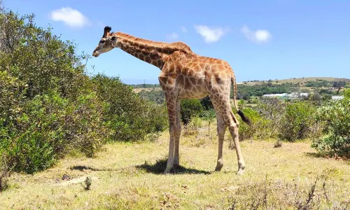 Kragga Kamma Game Park