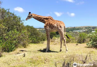 Eastern Cape