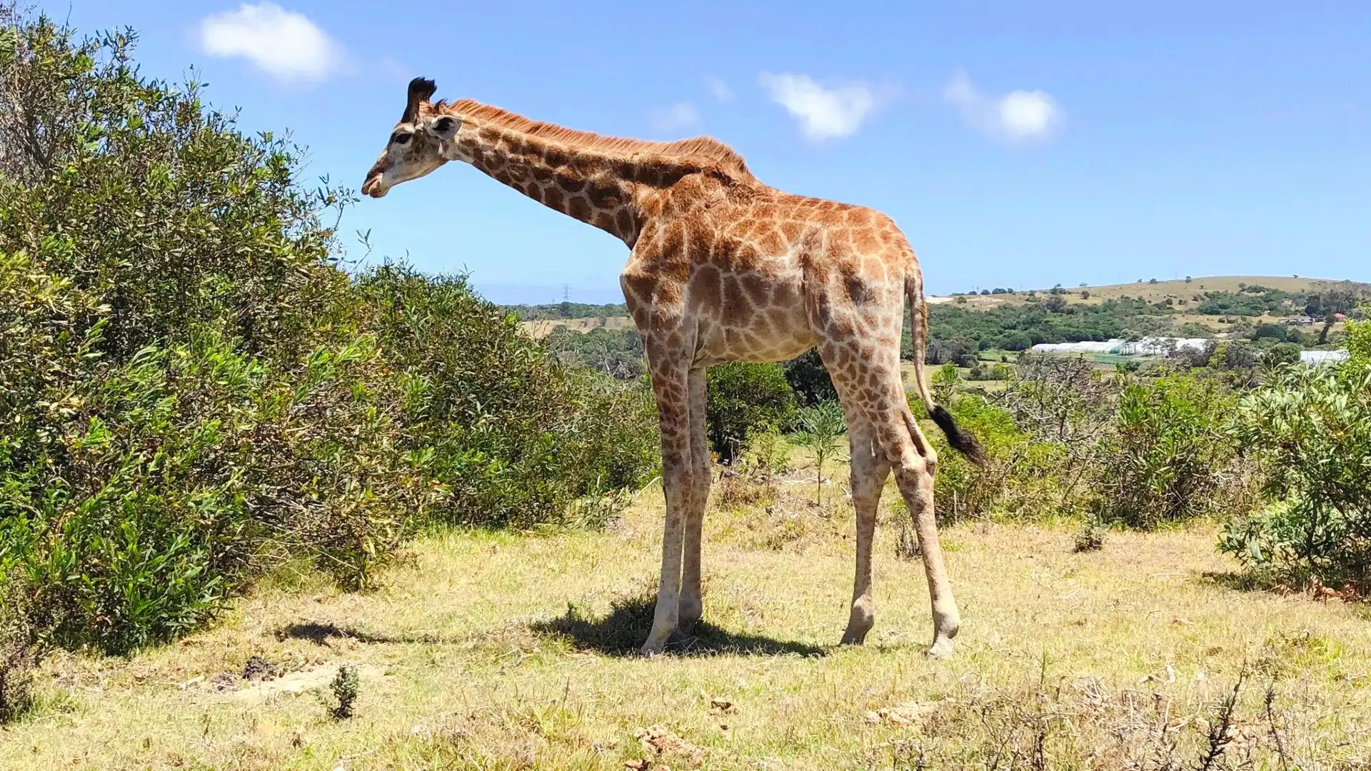 Hotels near Kragga Kamma Game Park
