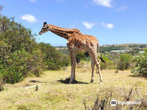 克拉加卡瑪野生動物園