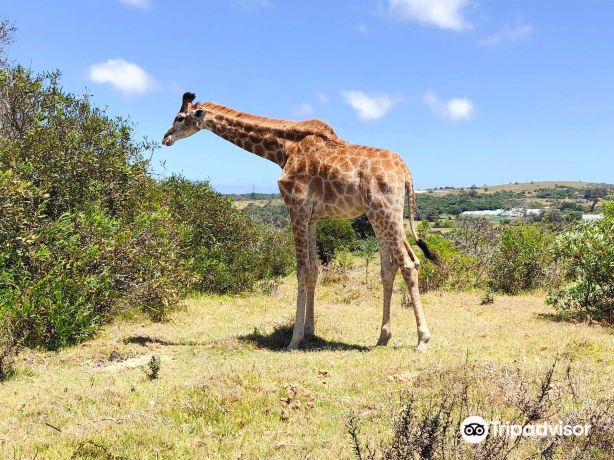 克拉加卡瑪野生動物園