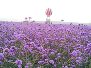 Qing Yang Chateau of Provence Lavender