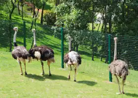 Ziqing Lake Safari Park