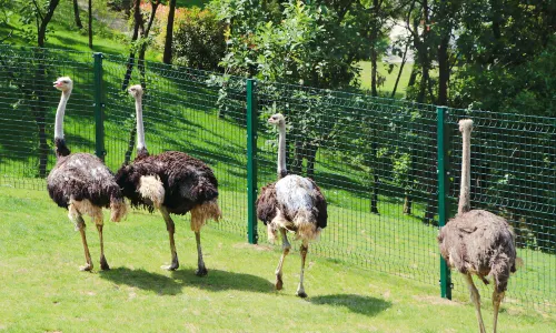 Ziqing Lake Safari Park