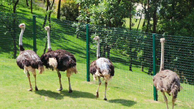 Ziqing Lake Safari Park