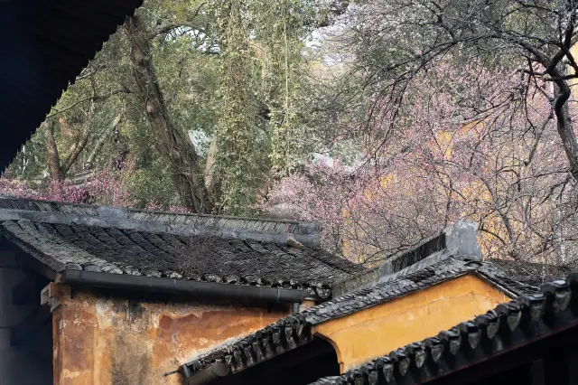 Plum Blossom Viewing in Taizhou