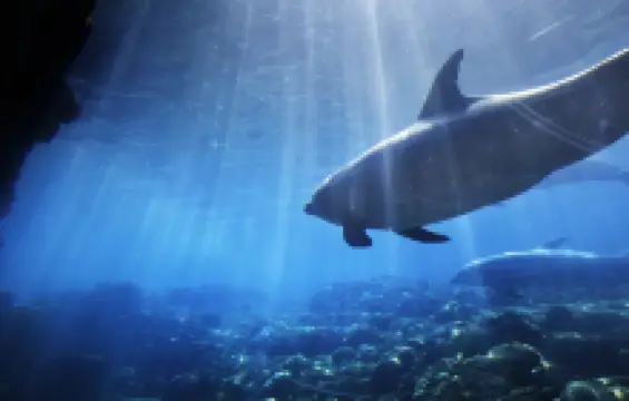 SEA LIFE Orlando Aquarium