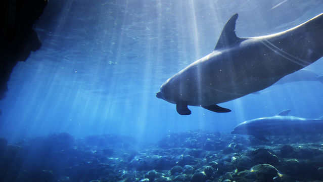 SEA LIFE Orlando Aquarium