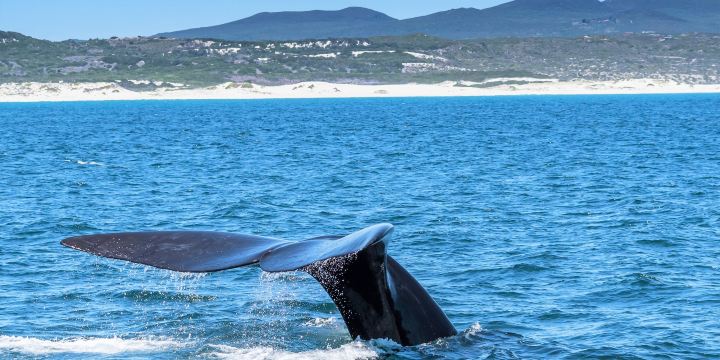 Hermanus Whale Cruises