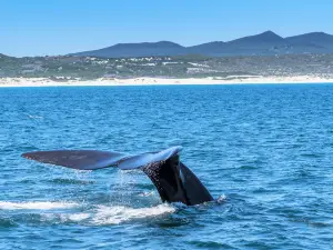 Hermanus Whale Cruises