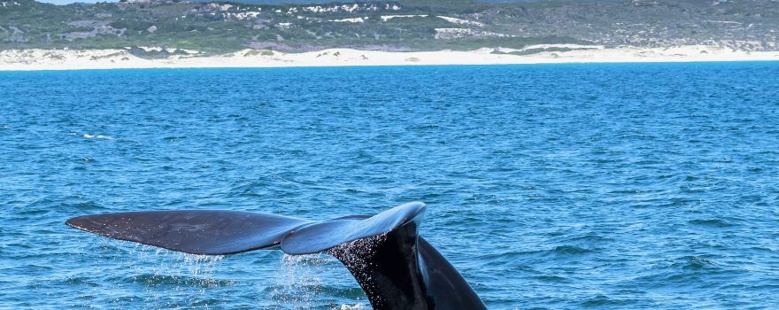 Hermanus Whale Cruises