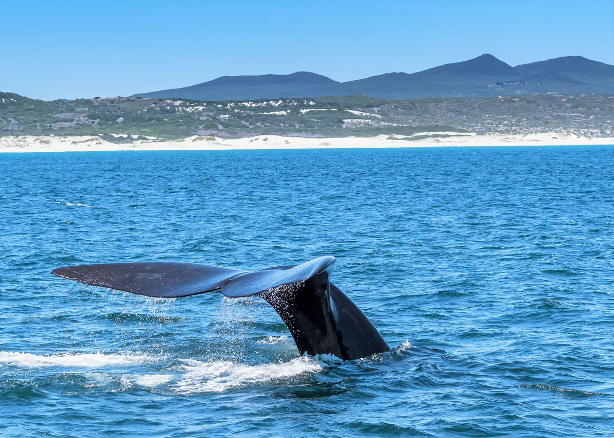 Hermanus Whale Cruises