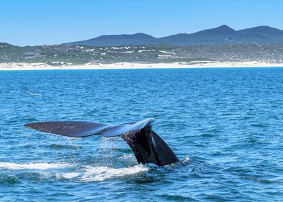 Hermanus Whale Cruises