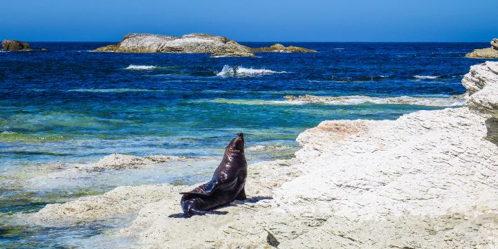Kaikoura Seal Colony