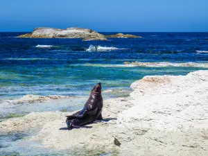 Ohau Point Seal Colony