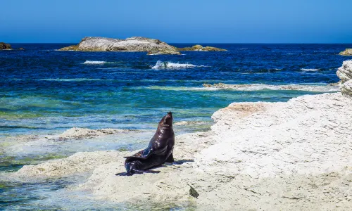 Ohau Point Seal Colony