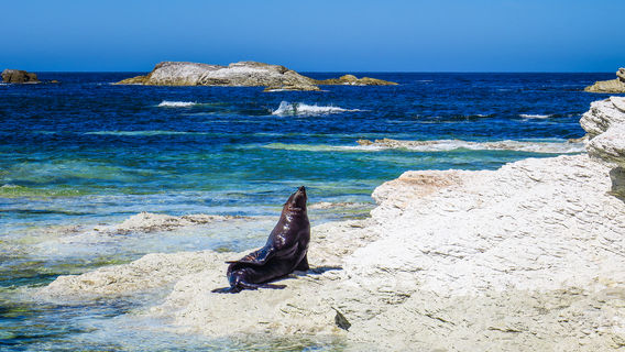 Ohau Point Seal Colony