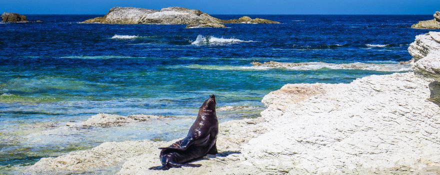 Ohau Point Seal Colony