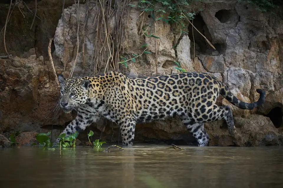 2_Amazon Rainforest
