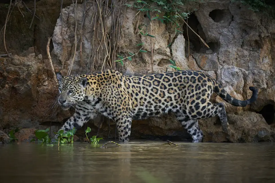 2_Amazon Rainforest
