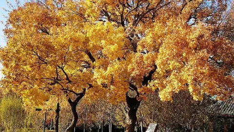 Xinghai Park attraction in Dalian