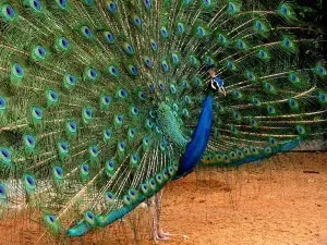 Guindy National Park