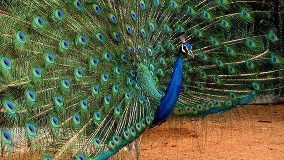 Guindy National Park