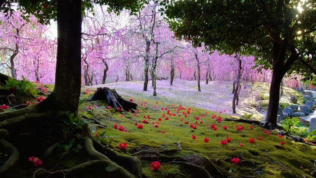 Jonan-gu Weeping Plum and Camellia Festival