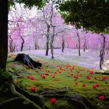 Jonan-gu Weeping Plum and Camellia Festival