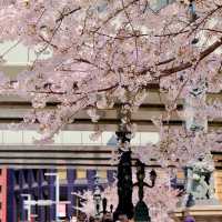 日本橋の見事な桜