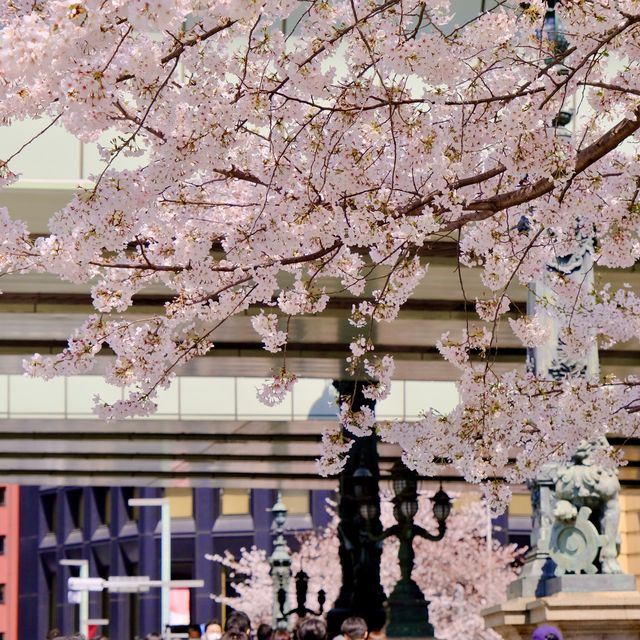 日本橋の見事な桜
