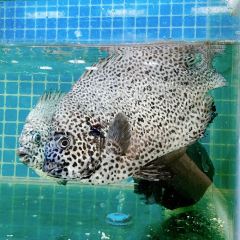 Lailaihaixiancanting|laoxiamenweidao (huochezhan) User Photo