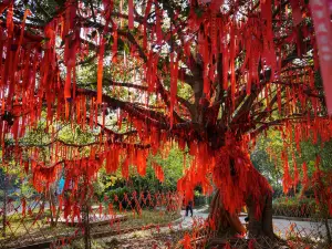 모장의 인기 가을 경치