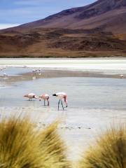 Laguna Colorada