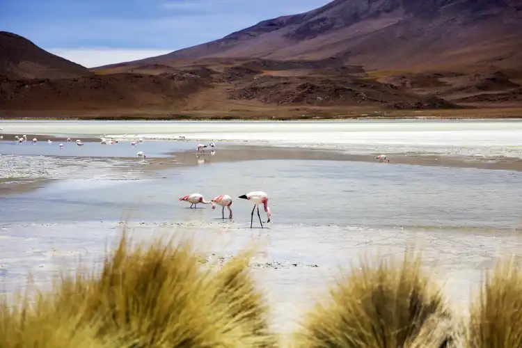 Hotels near Laguna Colorada
