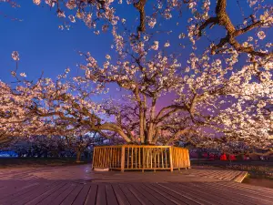 山梨樹王風景区