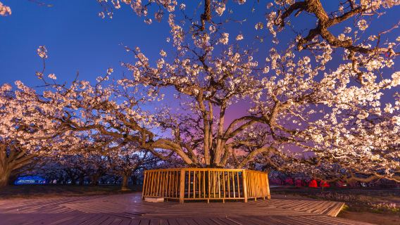 Dangshan King of Pear Trees Scenic Area