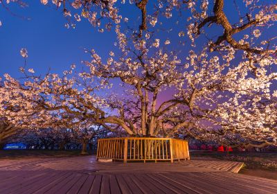 山梨樹王風景区