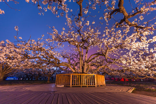 Dangshan King of Pear Trees Scenic Area