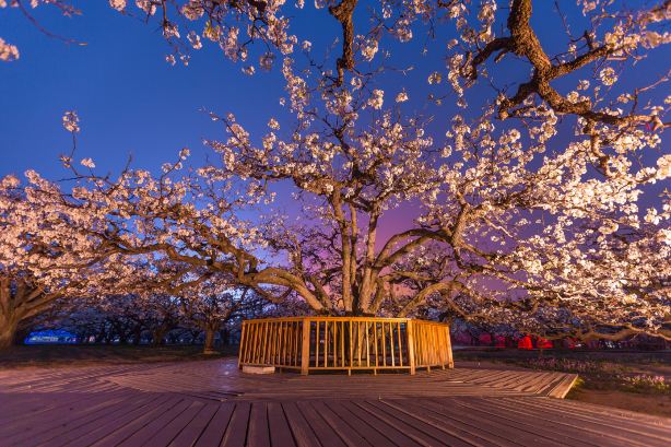 Dangshan King of Pear Trees Scenic Area