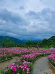 峨眉山佛光花海