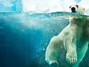 Wuhan Haichang Polar Ocean Park