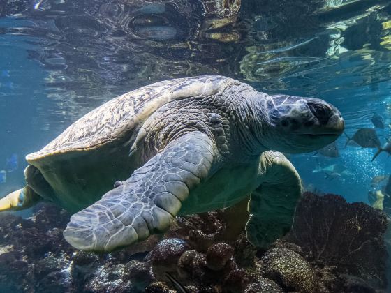 ニューイングランド水族館