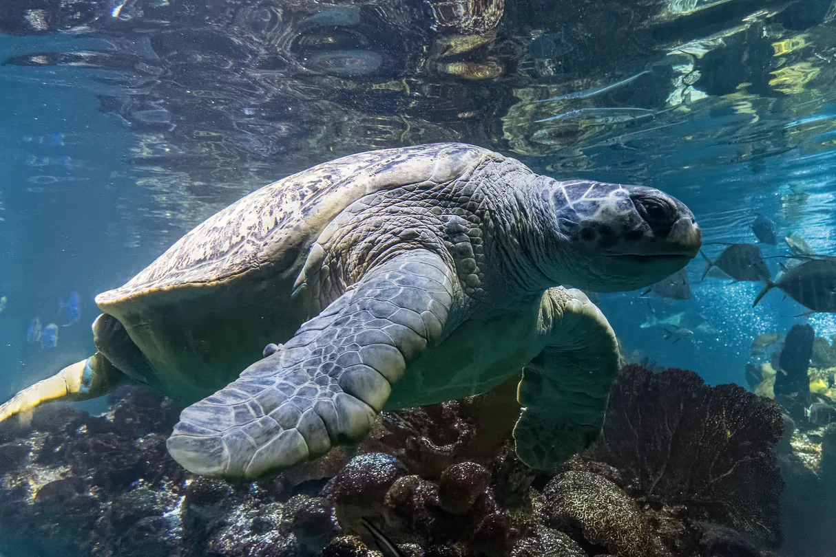 5_New England Aquarium