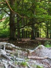 Utrechtse Heuvelrug National Park