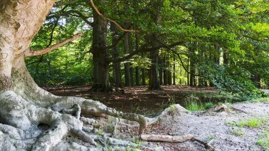 Utrechtse Heuvelrug National Park